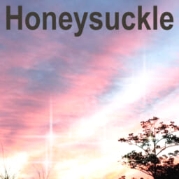 Honeysuckle