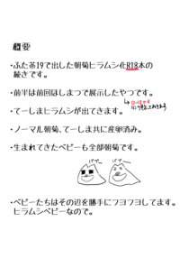 ぼくらのペニフェン後日談＋ヒラムシlog