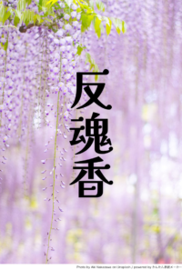 反魂香